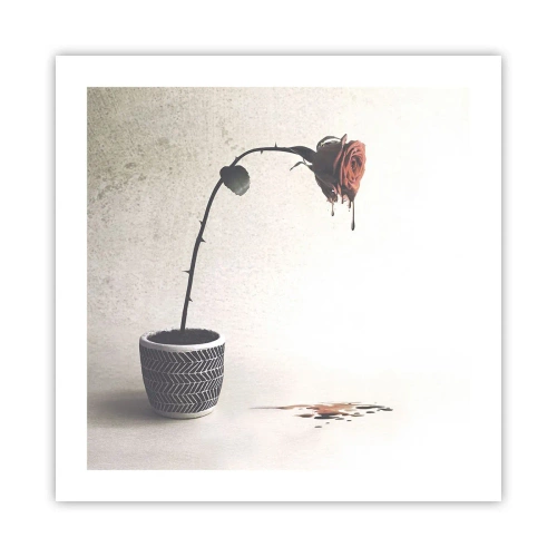 Affisch - Rosa dolorosa - 50x50 cm