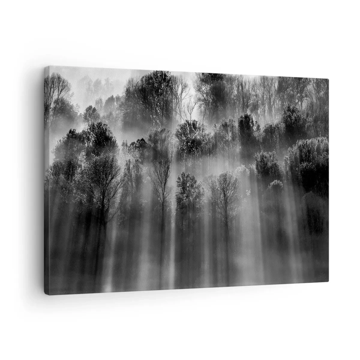 Canvastavla - Bild på duk - Svartvit skog i morgonljuset - 70x50cm - I ljusstrålar - Modern väggdekoration för vardagsrum och sovrum ARTTOR