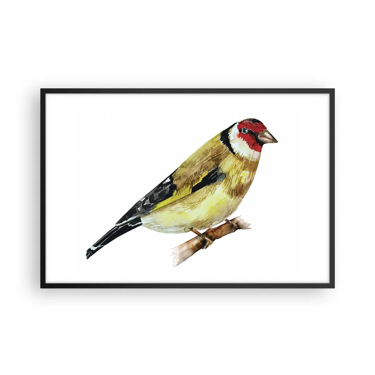 Affisch i svart ram - Fågelporträtt - 91x61 cm