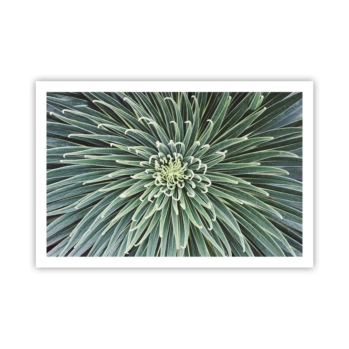 Affisch - Stjärna föds - 91x61 cm