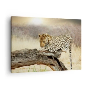 Canvastavla - Bild på duk - En leopard som vilar på en trädstam i savannen - 70x50cm - Jag går min egen väg - Modern väggdekoration för vardagsrum och sovrum ARTTOR