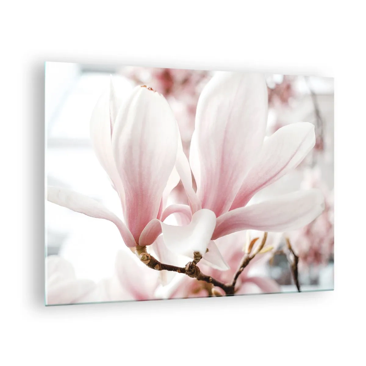Glastavla - Bild på glas - Fina rosa magnolior i närbild mot en suddig bakgrund - 70x50cm - Oändlig känslighet - Modern väggdekoration för vardagsrum och sovrum ARTTOR