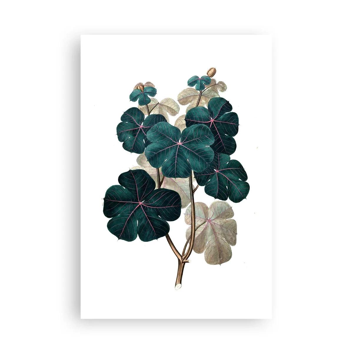 Affisch - Från ett gammalt herbarium - 61x91 cm