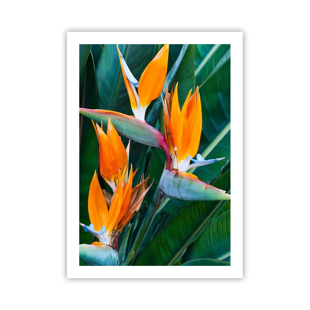 Affisch - Är det en blomma, eller en fågel? - 50x70 cm