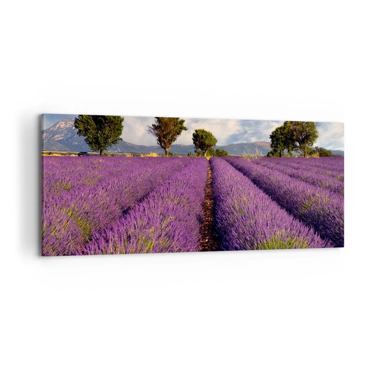 Canvastavla - Bild på duk - Lavendelrader - 120x50 cm