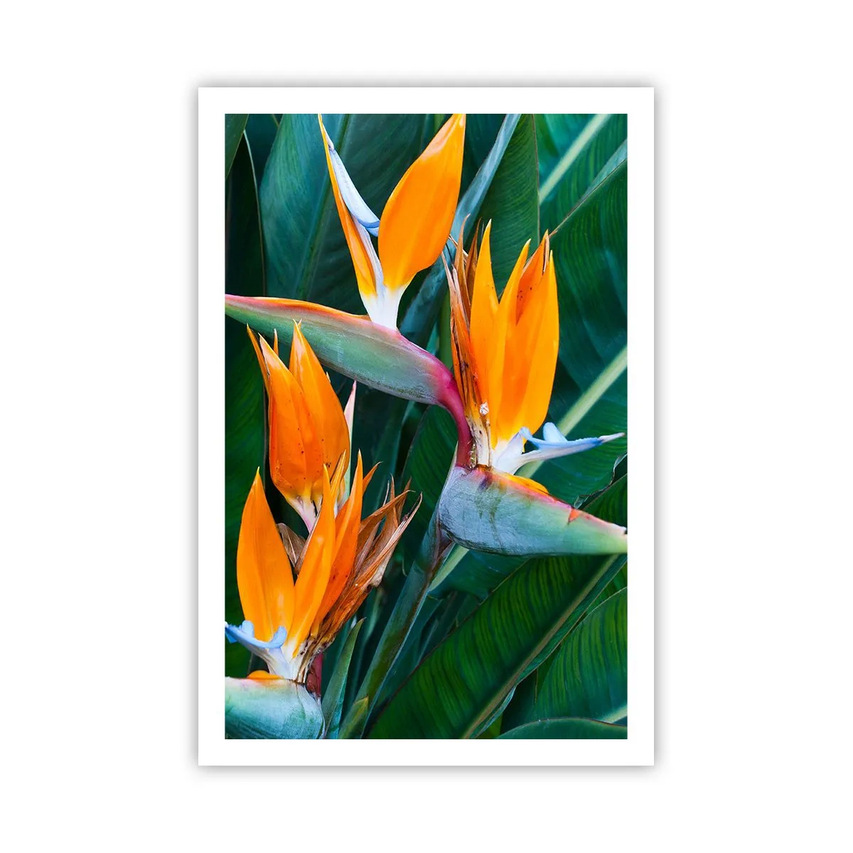 Affisch - Är det en blomma, eller en fågel? - 61x91 cm