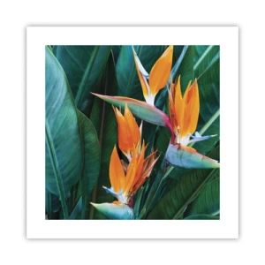 Affisch - Är det en blomma, eller en fågel? - 40x40 cm