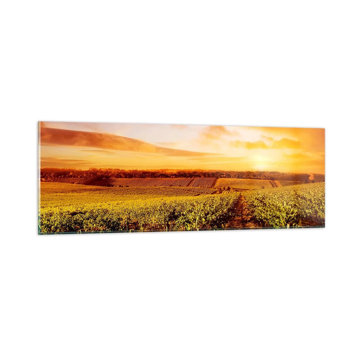 Glastavla - Bild på glas - Fina druvor med en gnutta sol - 90x30 cm