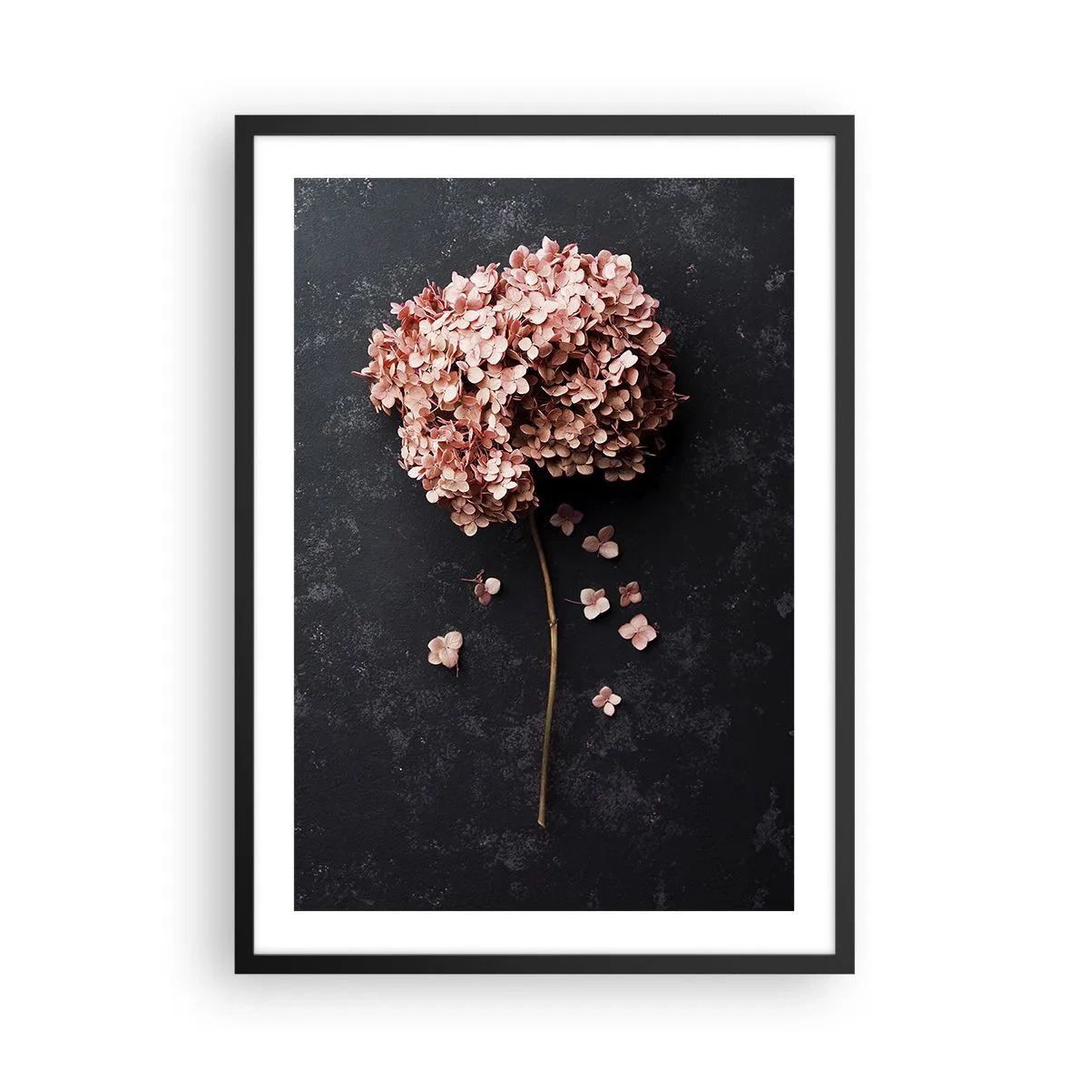 Affisch i svart ram - Torkad hortensia på svart bakgrund - 50x70cm - Ett verkligt romantiskt tecken - Modern väggdekoration för vardagsrum och sovrum ARTTOR