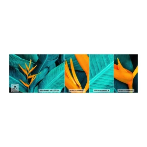 Fototapet Prov Standard Eco - Edens blomma - Strelitzia Royal, Blomma, Afrika - 100x30 cm