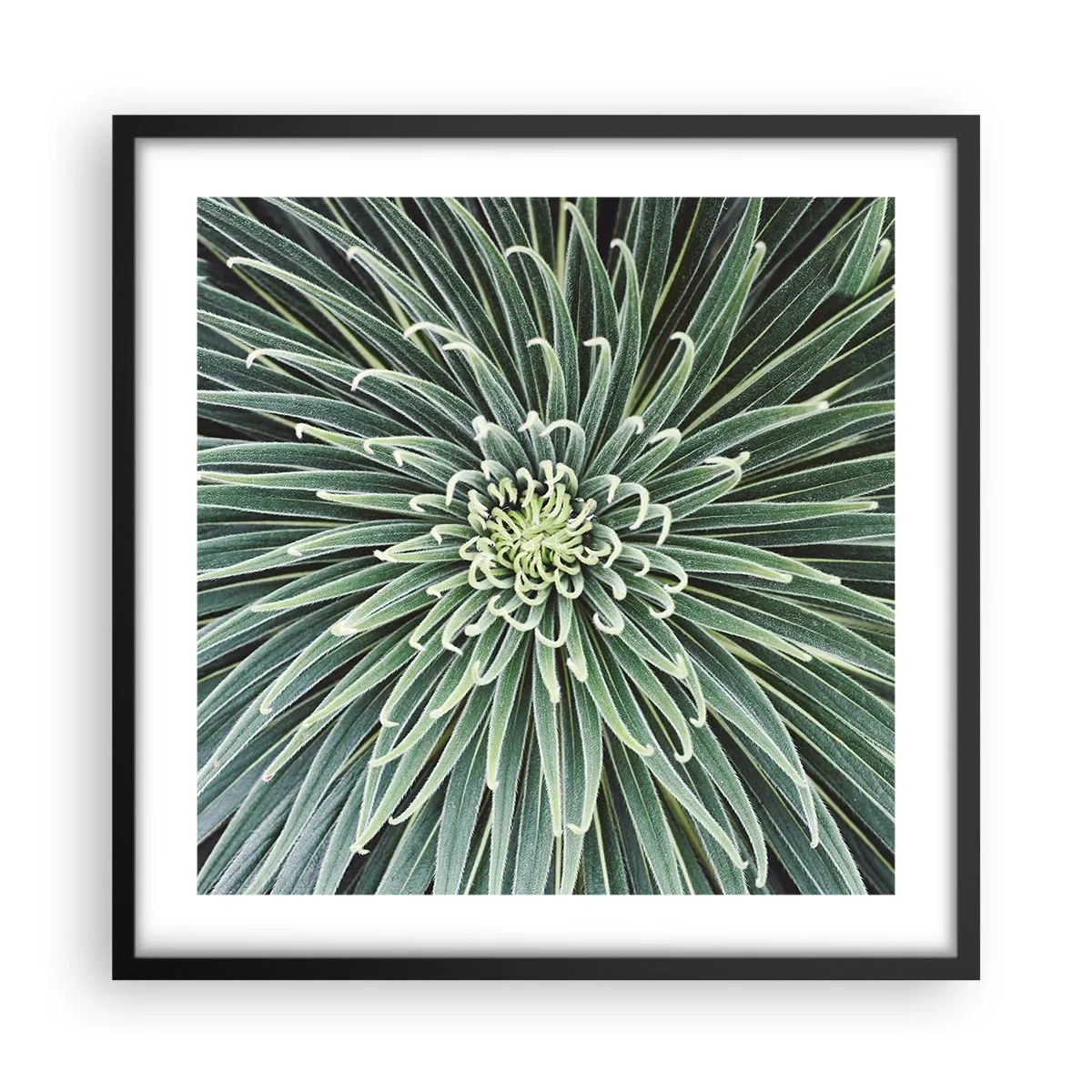 Affisch i svart ram - Stjärna föds - 50x50 cm