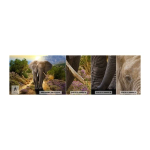 Provbit av fototapet Premium Sand - Så såg Edens trädgård ut - Djur, Elefant, Safari - 100x30 cm