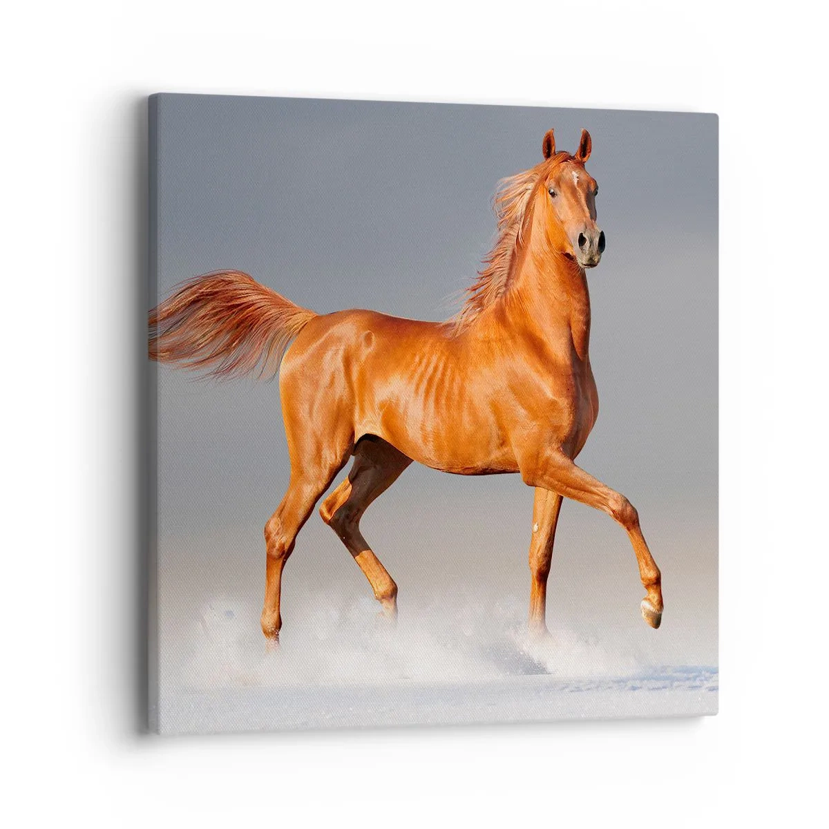 Canvastavla - Bild på duk - Dansande grace - 40x40 cm