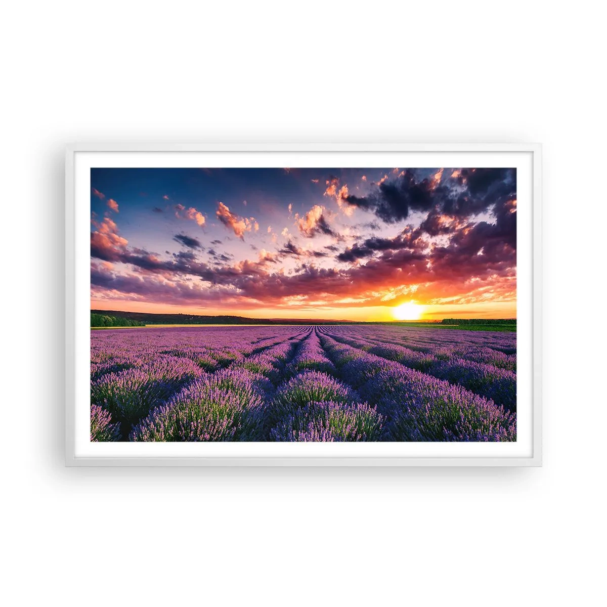 Affisch i vit ram - Lavandelvärld - 91x61 cm