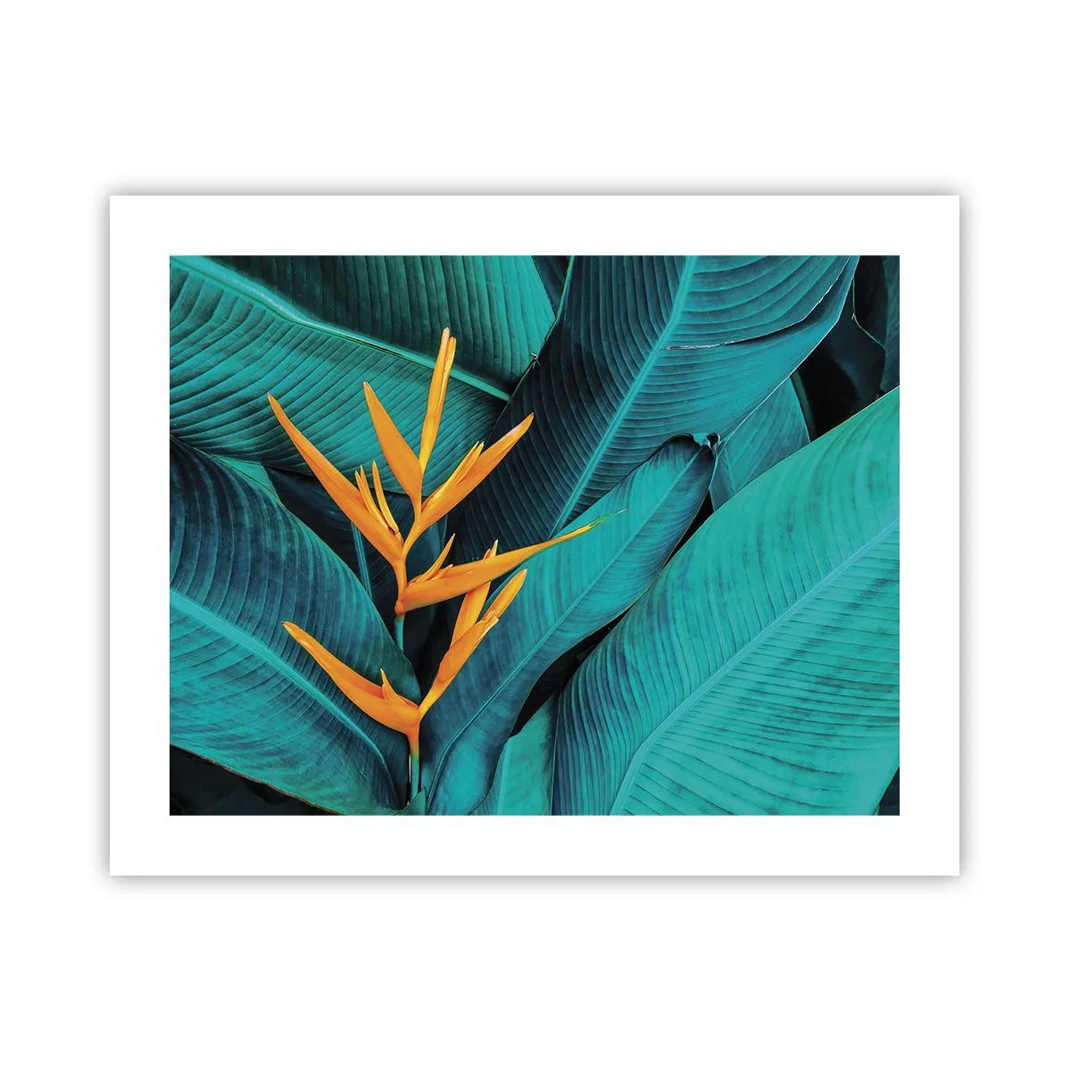 Affisch - Edens blomma - 50x40 cm