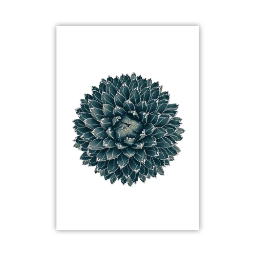 Affisch - Öknens stjärna - 70x100 cm