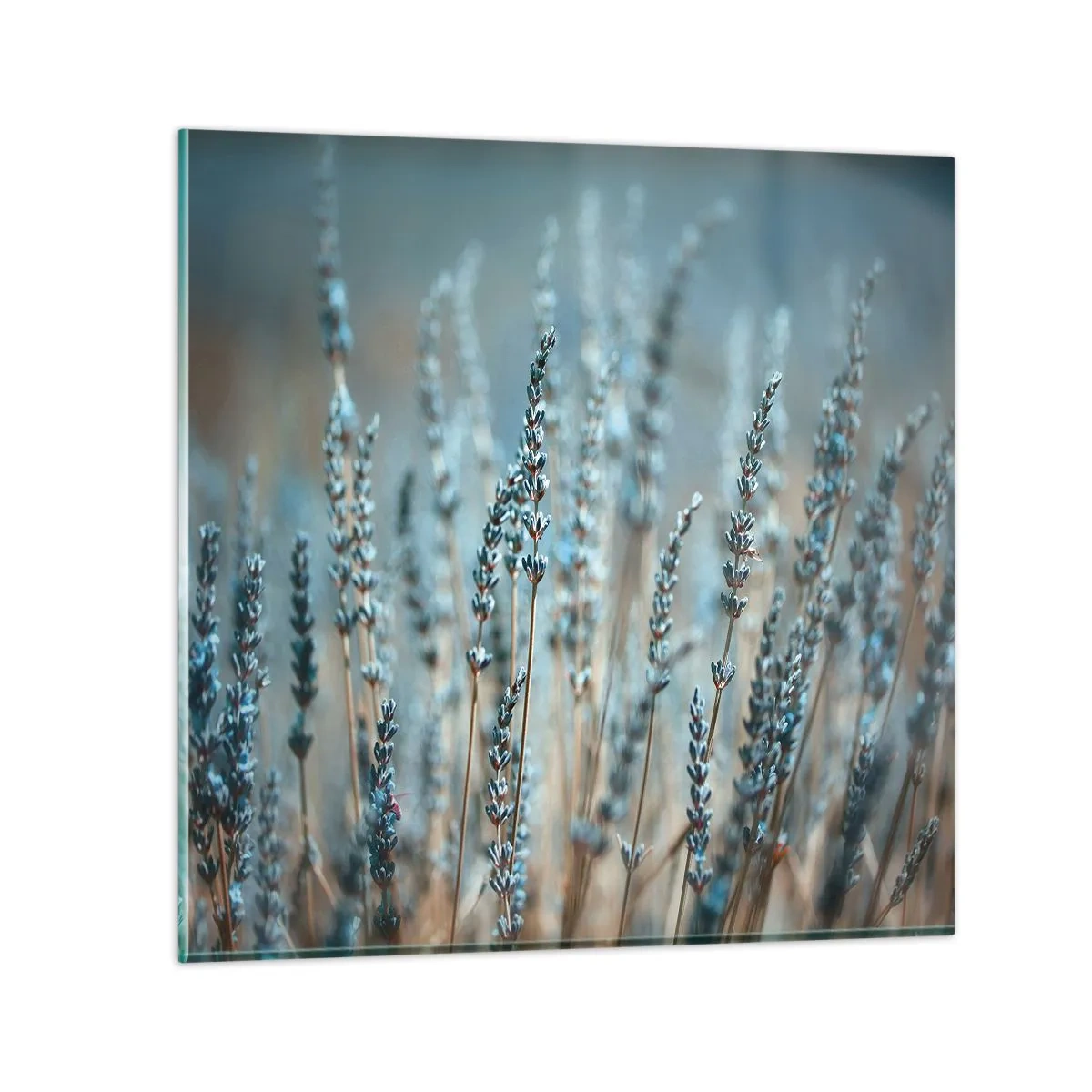 Glastavla - Bild på glas - Doftande åkermark - 40x40 cm