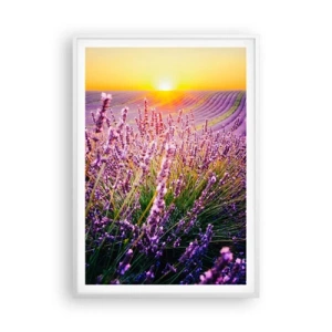 Affisch i vit ram - Doftande åkermark - 70x100 cm