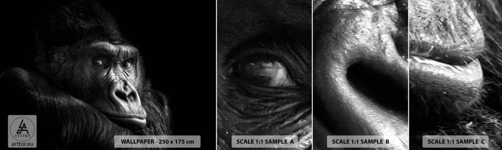 Fototapet Prov Standard Eco - Varför glor du? - Apa, Gorilla, Djur - 100x30 cm