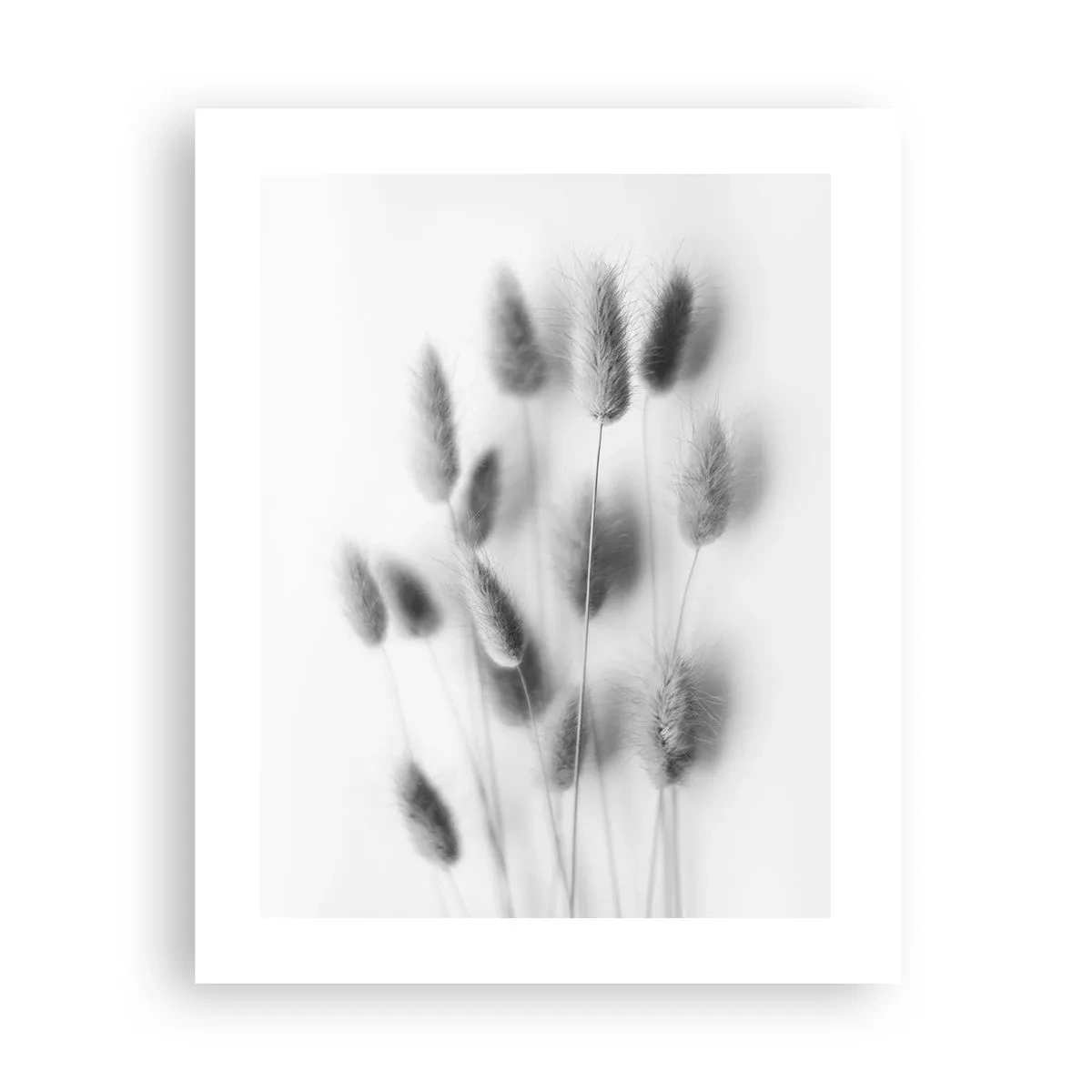 Affisch - Fluffigt gräs - 40x50 cm
