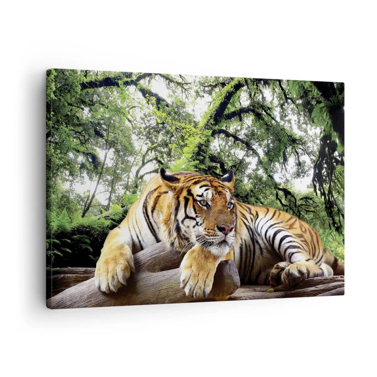 Canvastavla - Bild på duk - En tiger som vilar i en tropisk skog - 70x50cm - Med vänlig hälsning - Modern väggdekoration för vardagsrum och sovrum ARTTOR