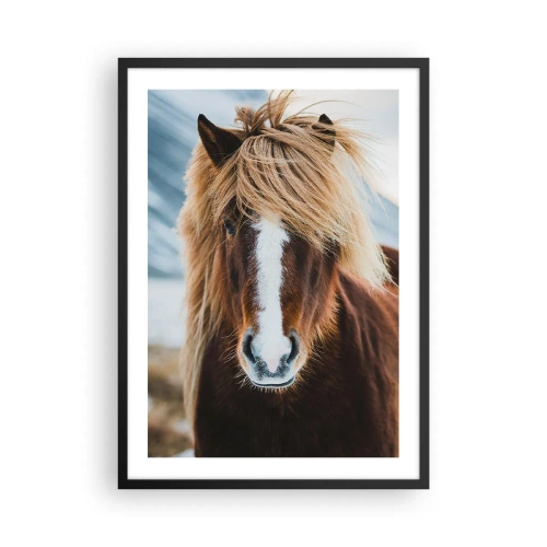 Affisch i svart ram - En närbild av en isländsk häst med böljande man mot en naturlig bakgrund. - 50x70cm - Känner du friheten? - Modern väggdekoration för vardagsrum och sovrum ARTTOR