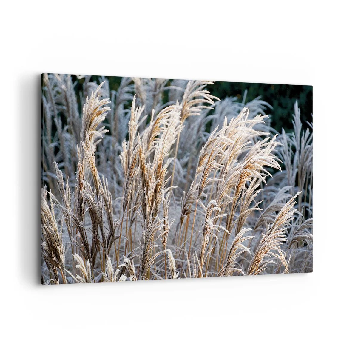 Canvastavla - Bild på duk - Frostprydda - 120x80 cm