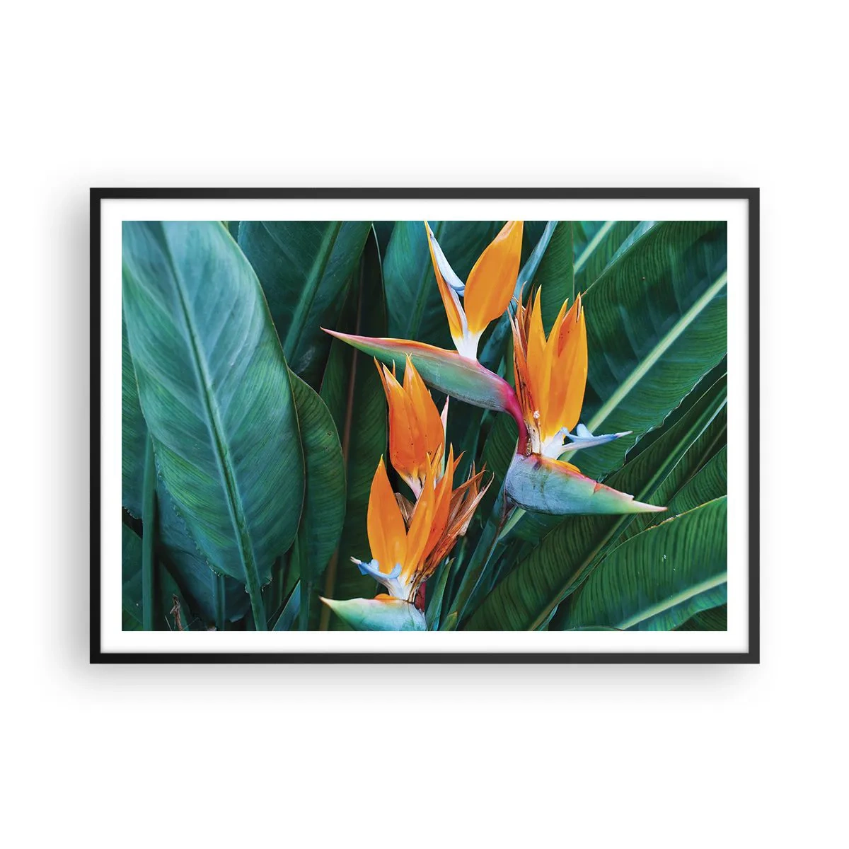 Affisch i svart ram - Är det en blomma, eller en fågel? - 100x70 cm