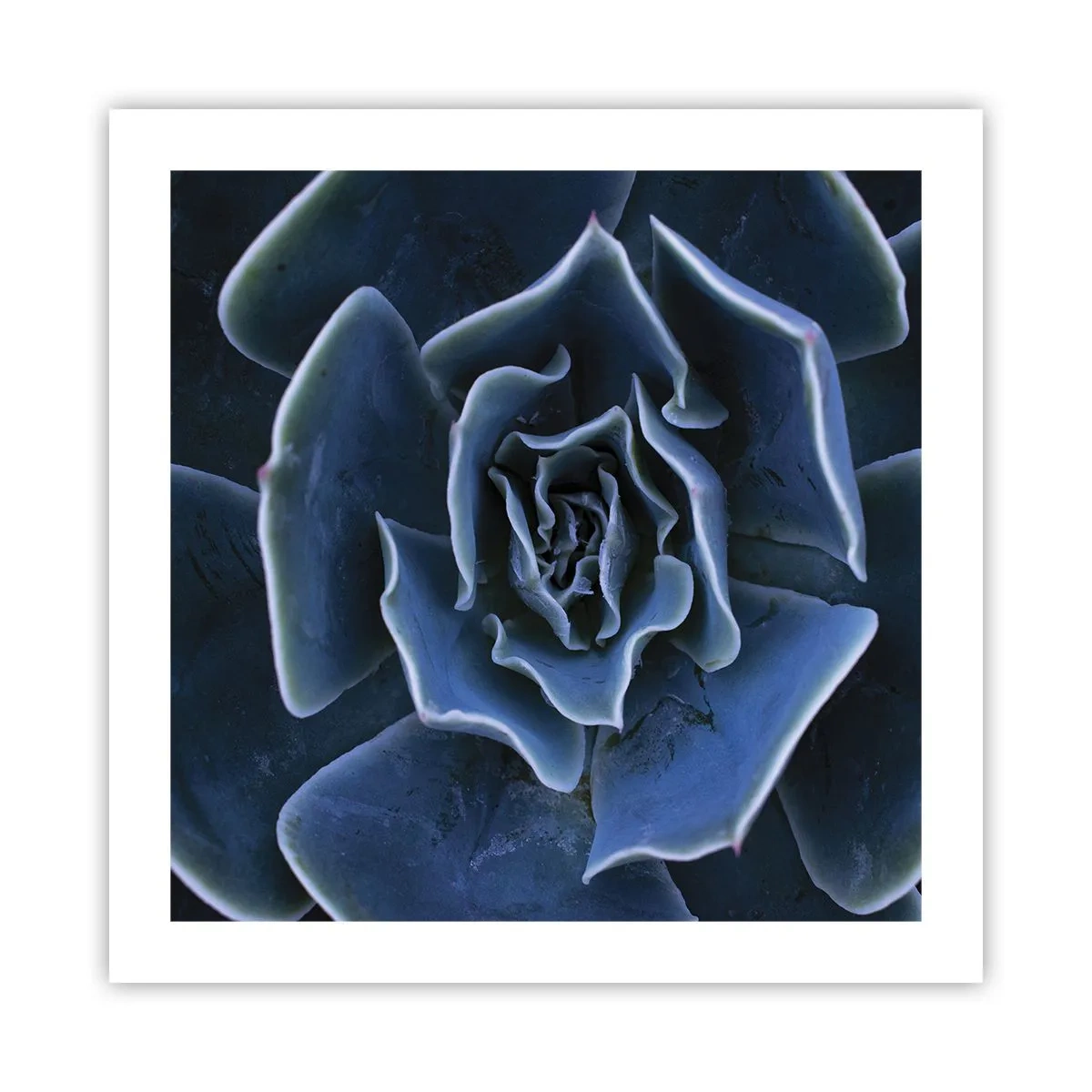 Affisch - Öknens blomma - 50x50 cm