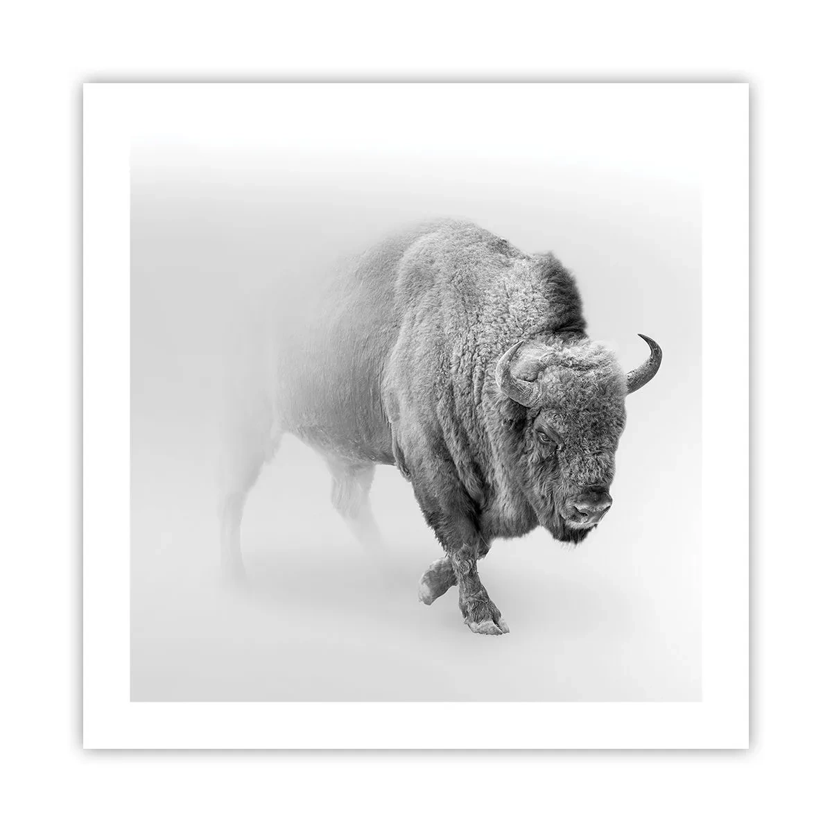 Affisch - Präriens kung - 50x50 cm