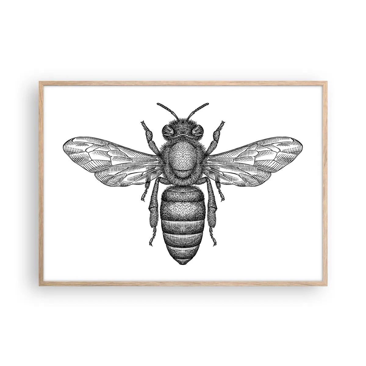 Affisch i ram av ljusek - Porträtt av en insekt - 100x70 cm