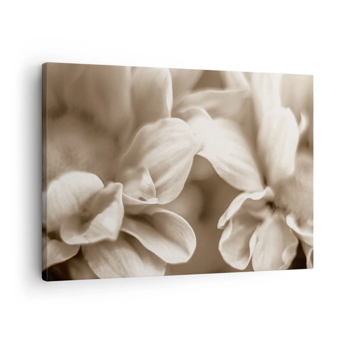 Canvastavla - Bild på duk - Närbild av blommor i en delikat sepiaton med mjuka konturer - 70x50cm - Milda som ett leende - Modern väggdekoration för vardagsrum och sovrum ARTTOR
