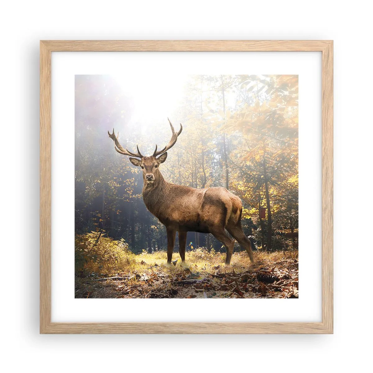 Affisch i ram av ljusek - I fullt majestät - 40x40 cm