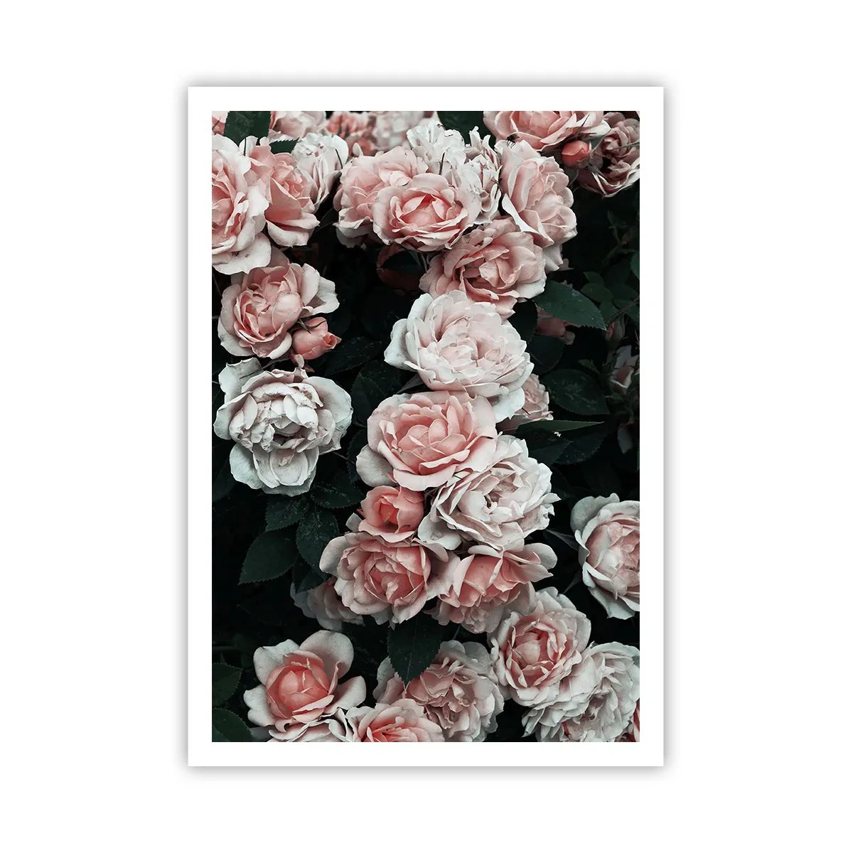 Affisch - Rosansamble - 70x100 cm