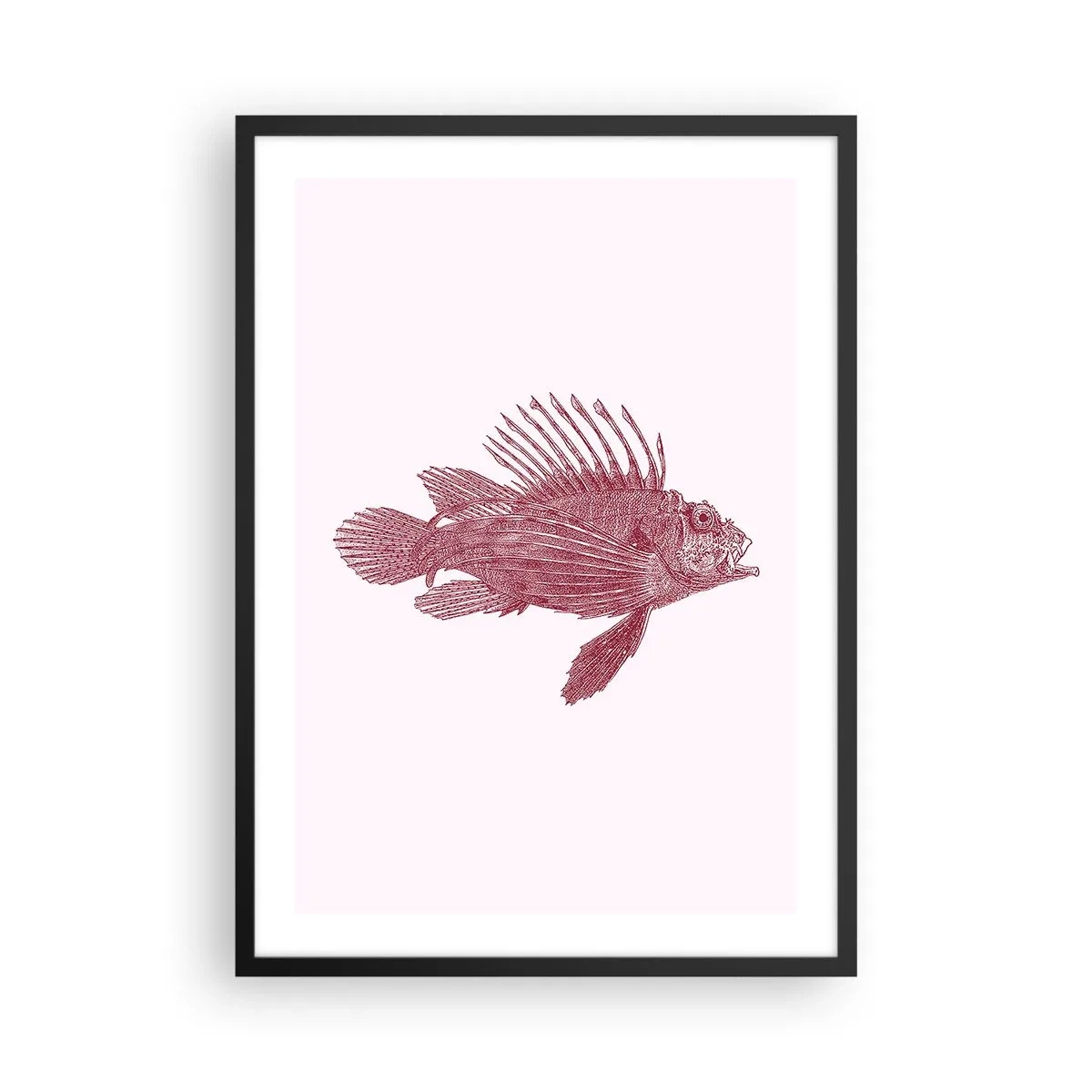 Affisch i svart ram - Fiskteckning i vintagestil på en ljus bakgrund - 50x70cm - En invånare i exotiska vatten - Modern väggdekoration för vardagsrum och sovrum ARTTOR