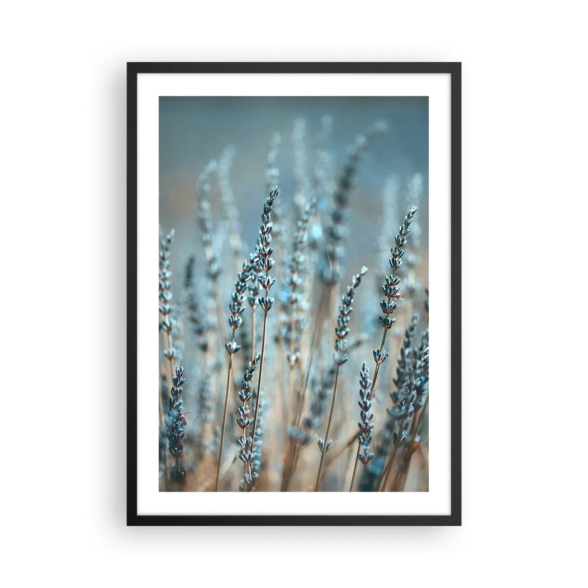 Affisch i svart ram - Fina lavendelblommor på en pastellbakgrund - 50x70cm - Doftande åkermark - Modern väggdekoration för vardagsrum och sovrum ARTTOR