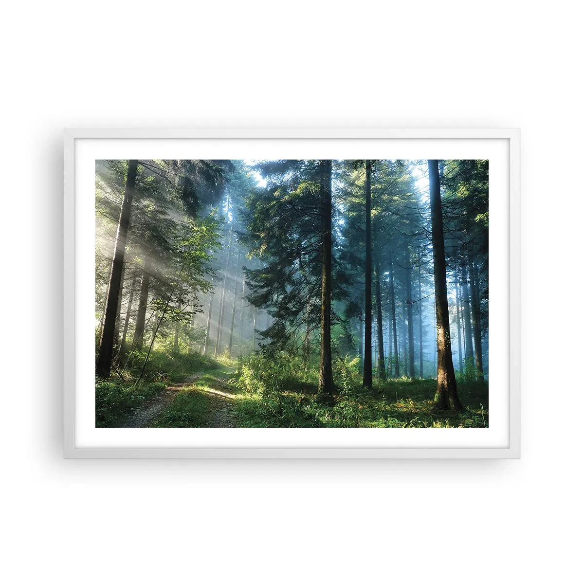 Affisch i vit ram - Strålande på morgonen - 70x50 cm