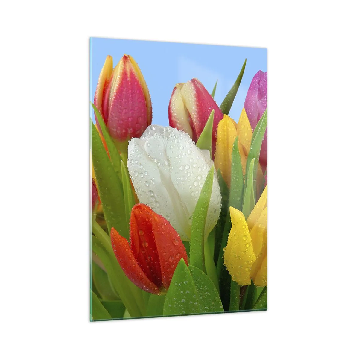Glastavla - Bild på glas - blommig regnbåge i daggdroppar - 50x70 cm