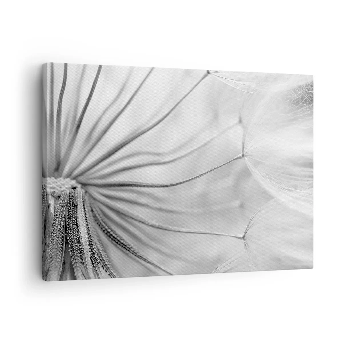 Canvastavla - Bild på duk - Fina maskrosor i svartvita toner - 70x50cm - Blåsande, flygande drakar - Modern väggdekoration för vardagsrum och sovrum ARTTOR