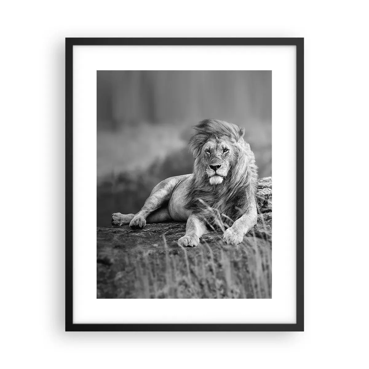 Affisch i svart ram - Kunglig siesta - 40x50 cm