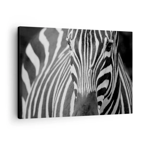 Canvastavla - Bild på duk - En svartvit närbild av en zebra med dess distinkta ränder. - 70x50cm - Världen är svart-vit - Modern väggdekoration för vardagsrum och sovrum ARTTOR