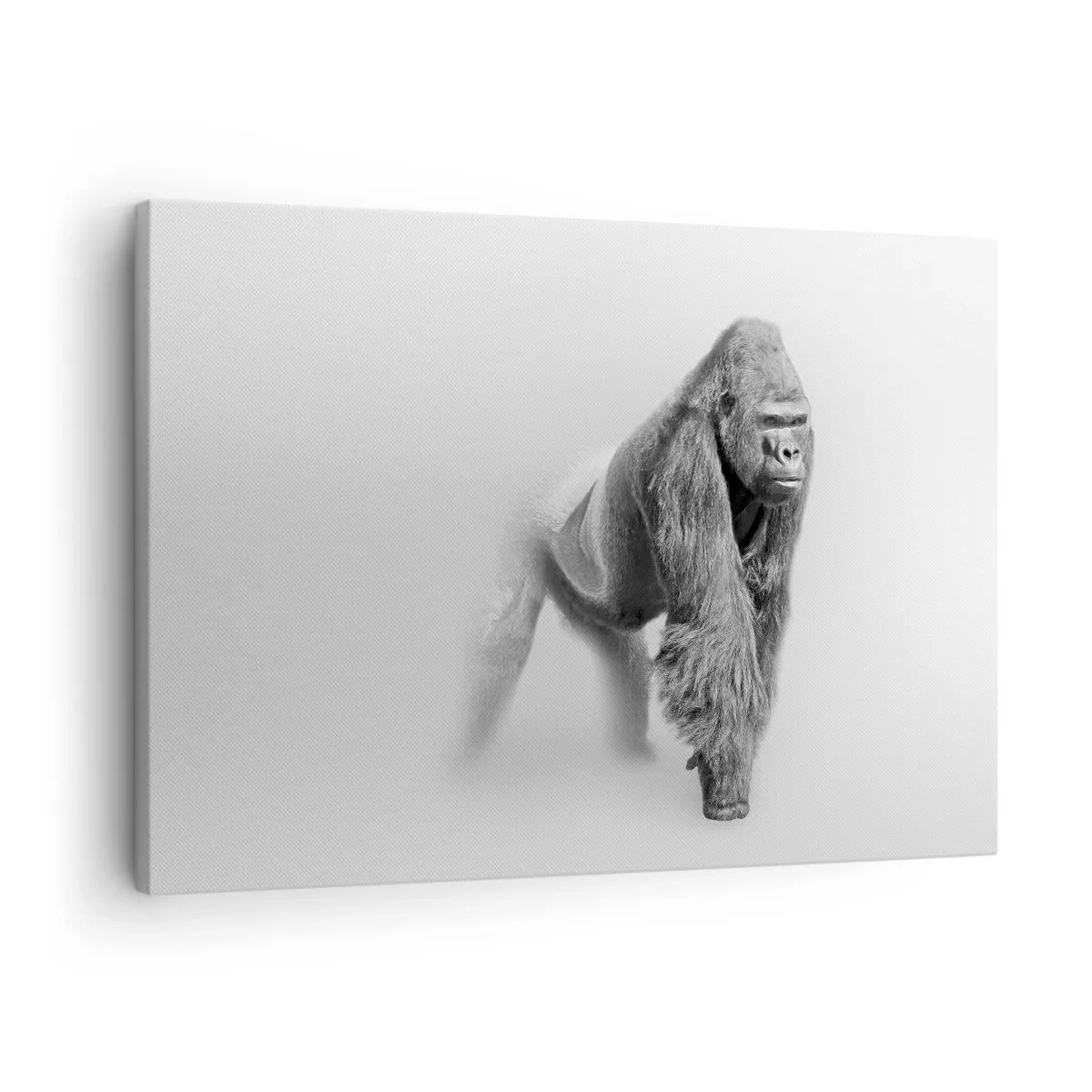 Canvastavla - Bild på duk - Gorilla i monokroma toner på en vit bakgrund - 70x50cm - Övertygad om sin styrka - Modern väggdekoration för vardagsrum och sovrum ARTTOR