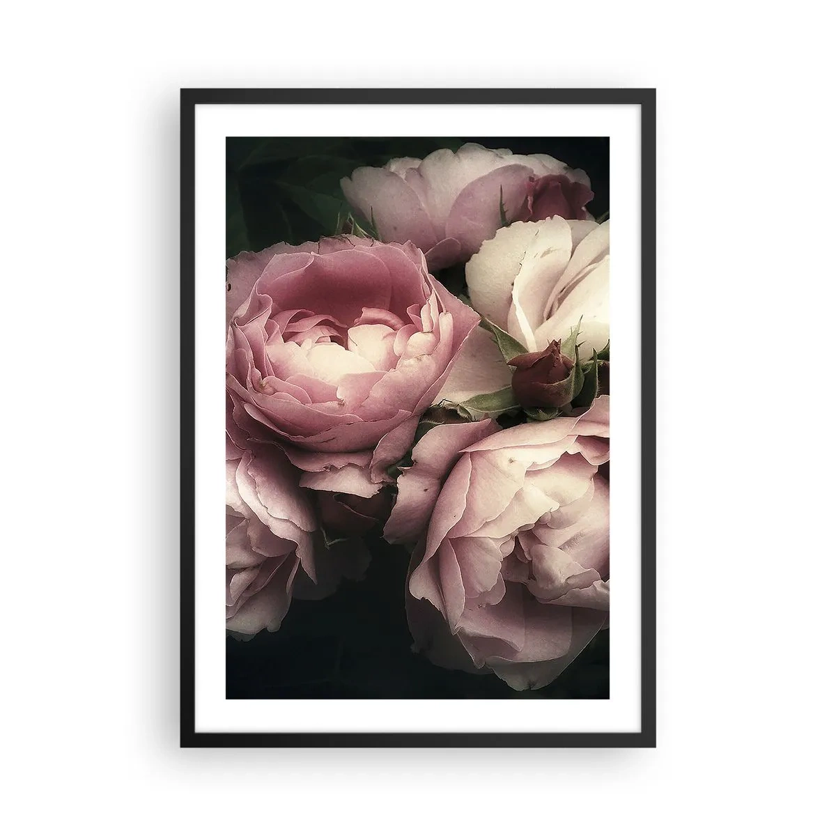 Affisch i svart ram - Rosa pioner i ett elegant, klassiskt arrangemang - 50x70cm - Belle epoque charm - Modern väggdekoration för vardagsrum och sovrum ARTTOR