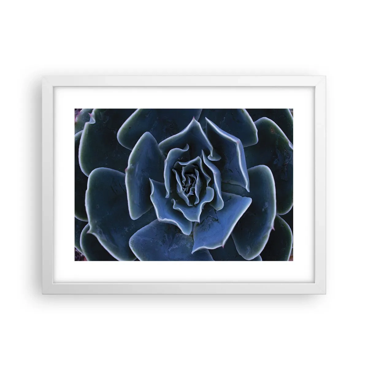 Affisch i vit ram - Öknens blomma - 40x30 cm