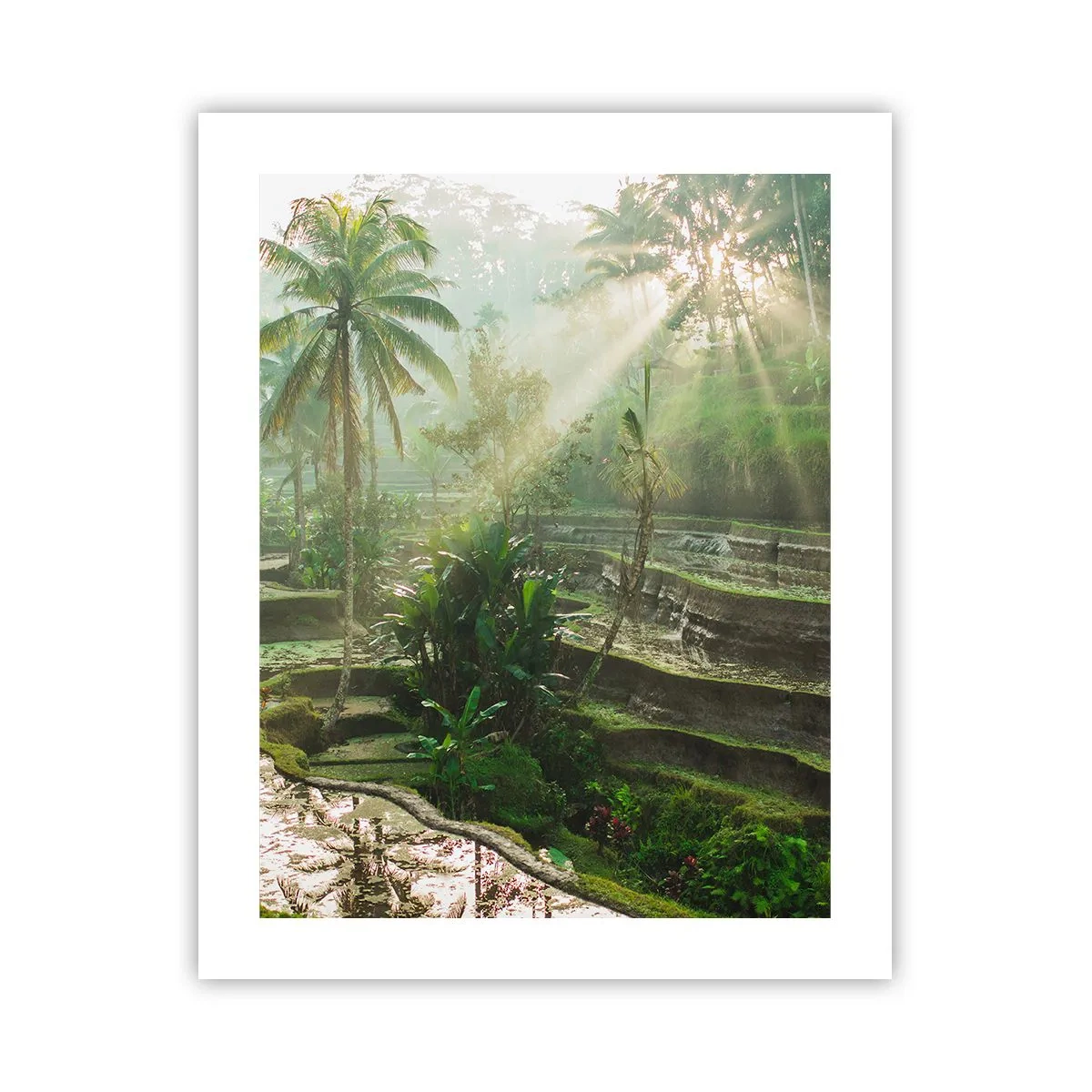 Affisch - Växa upp i solsken - 40x50 cm