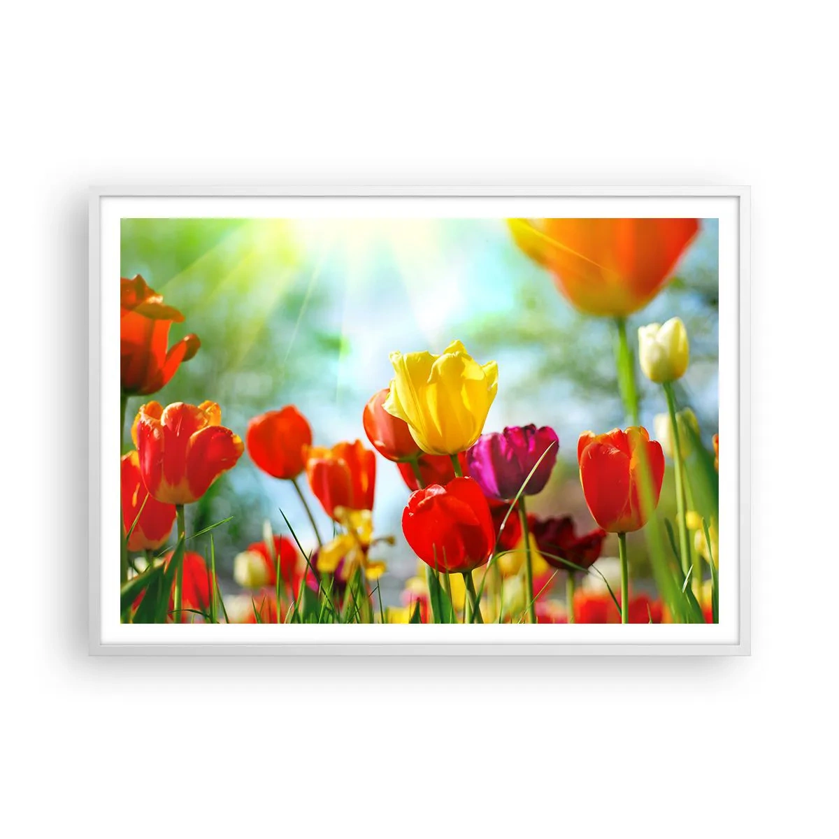 Affisch i vit ram - Solens alla färger - 100x70 cm