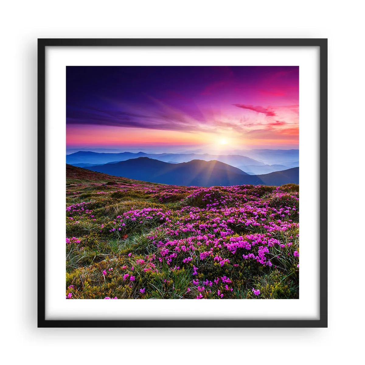 Affisch i svart ram - Doftande örter - 50x50 cm