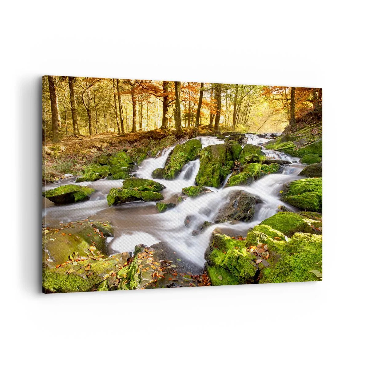Canvastavla - Bild på duk - Kvickt genom höstskogen - 100x70 cm