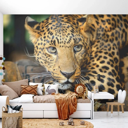Fototapet Premium Canvas - Var inte rädd, kom fram - Djur, Panter, Vild katt - 250x175 cm