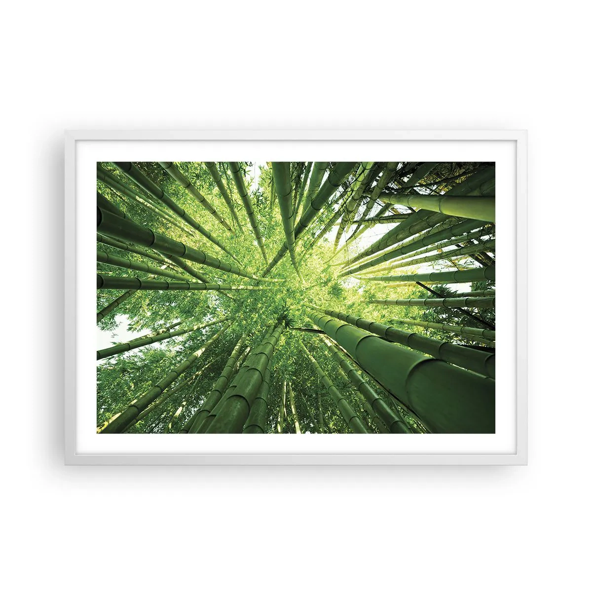 Affisch i vit ram - I en bambushage - 70x50 cm